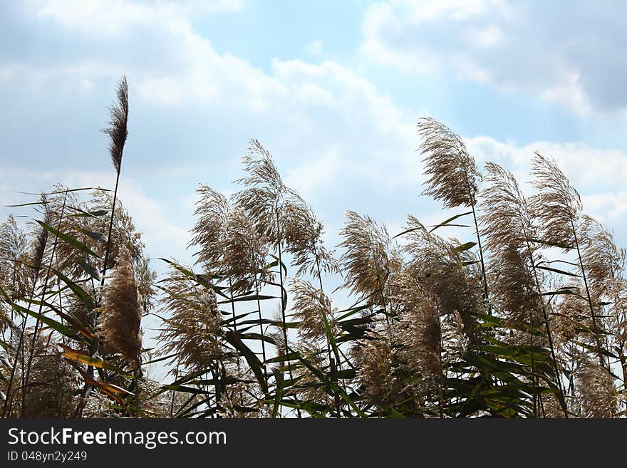 Phragmites australis plant - known as common reed