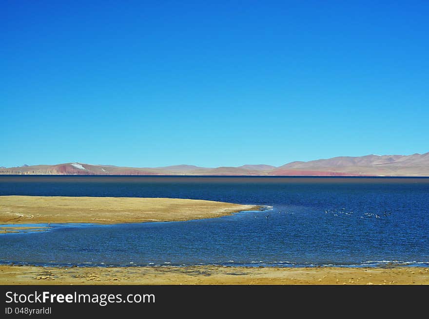 Wrong color forest, North Tibetan Plateau, quietly lying on the roof of the world, the blue one. Wrong color forest, North Tibetan Plateau, quietly lying on the roof of the world, the blue one