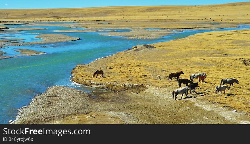 Qinghai-Tibet Plateau on the horse, grazing on the brown grass. Qinghai-Tibet Plateau on the horse, grazing on the brown grass