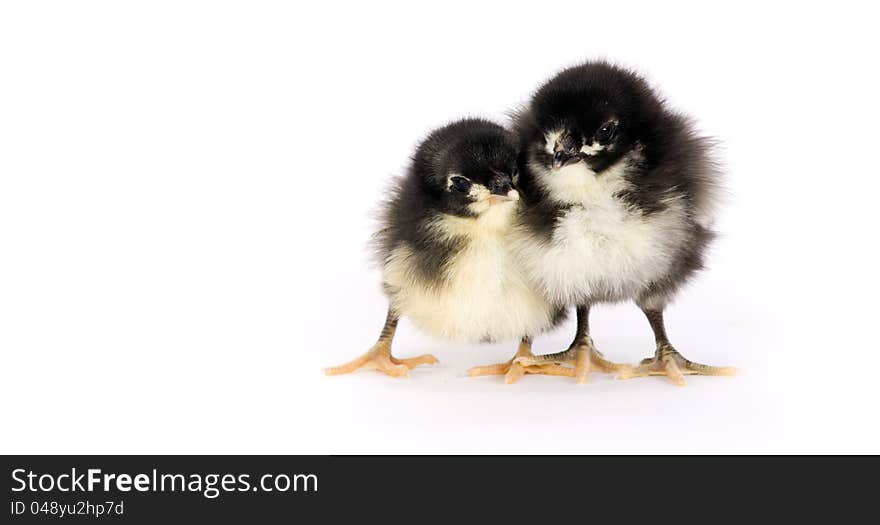 Australorp Chicken Couple Baby Chicks White Backgr