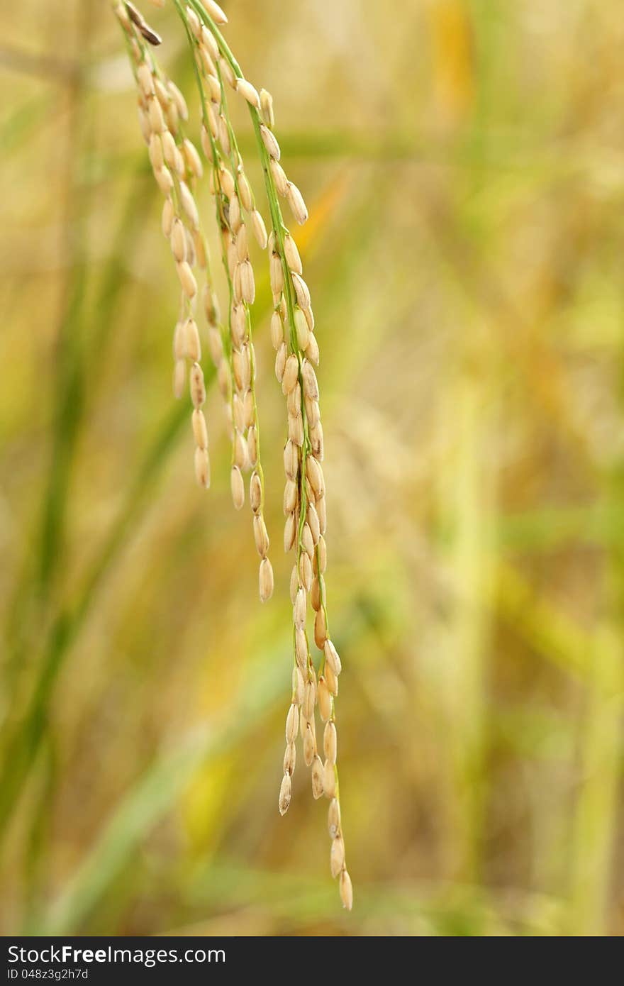 Close up of green paddy rice