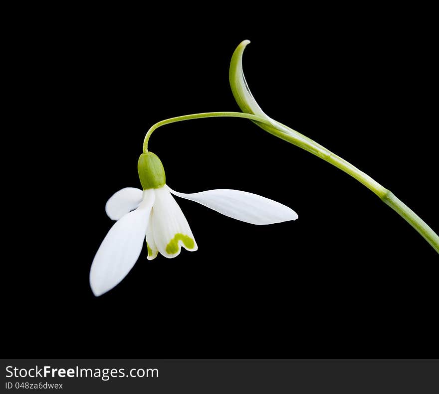 Snowdrop flower on black background