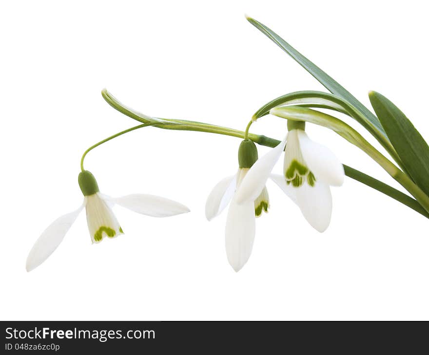 Snowdrop in early bloom on a white background. Snowdrop in early bloom on a white background