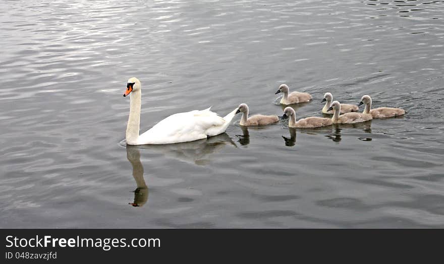 A Mother Swan with Her Baby Signets. A Mother Swan with Her Baby Signets.