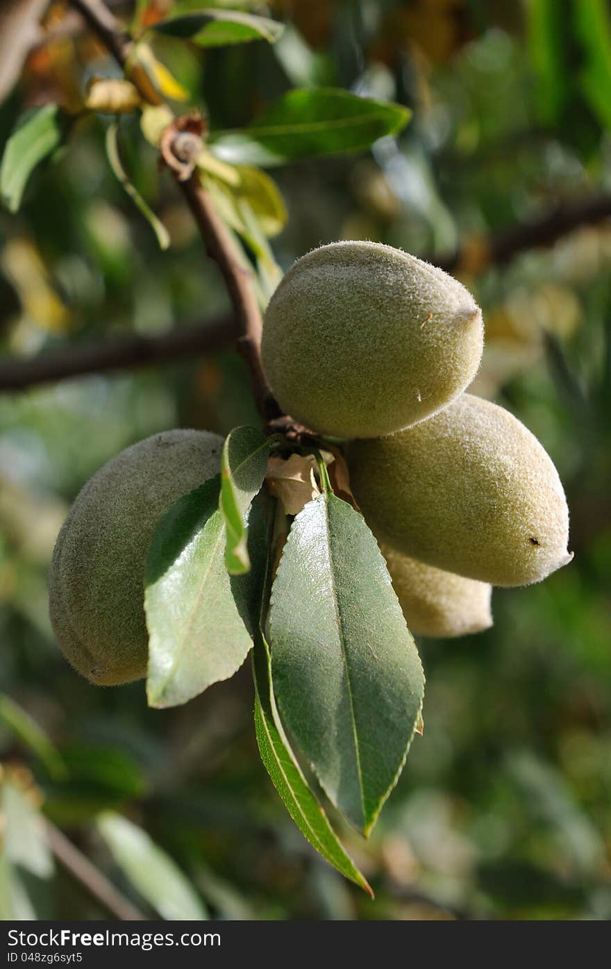 Cluster of four almonds hanging from tree branch in sunlight. Cluster of four almonds hanging from tree branch in sunlight