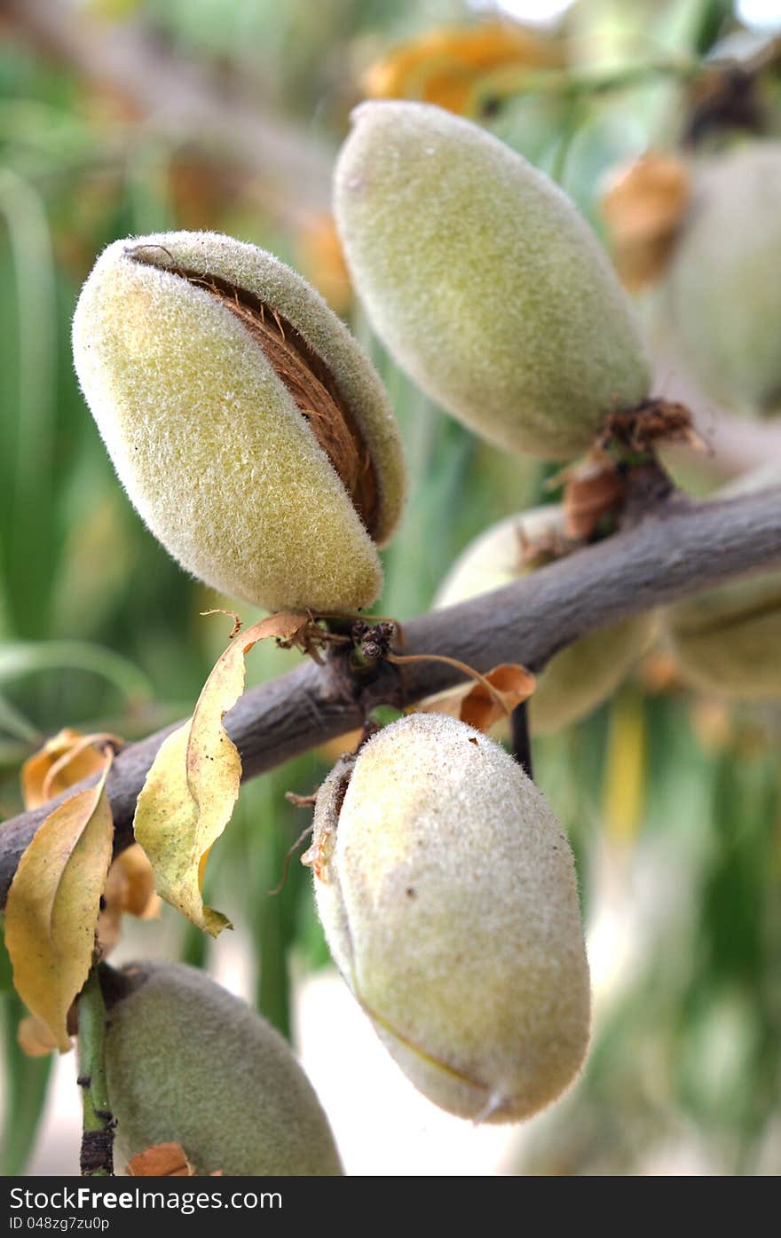 California Almond Cluster Opening Pre-Harvest. California Almond Cluster Opening Pre-Harvest