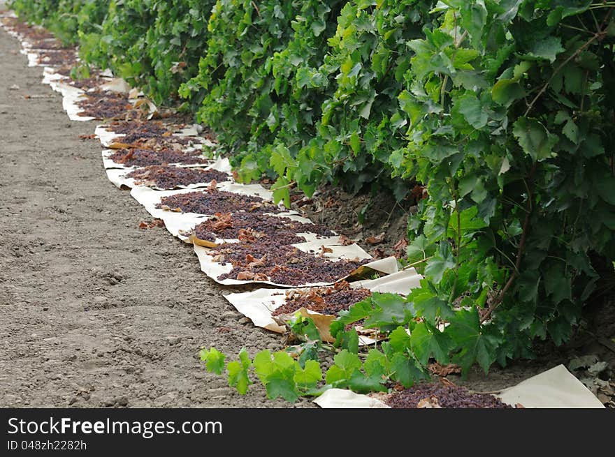 Raisins drying in field on paper. Raisins drying in field on paper