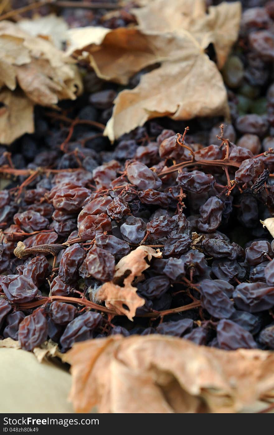 Close-up Of Raisins Drying In The Field