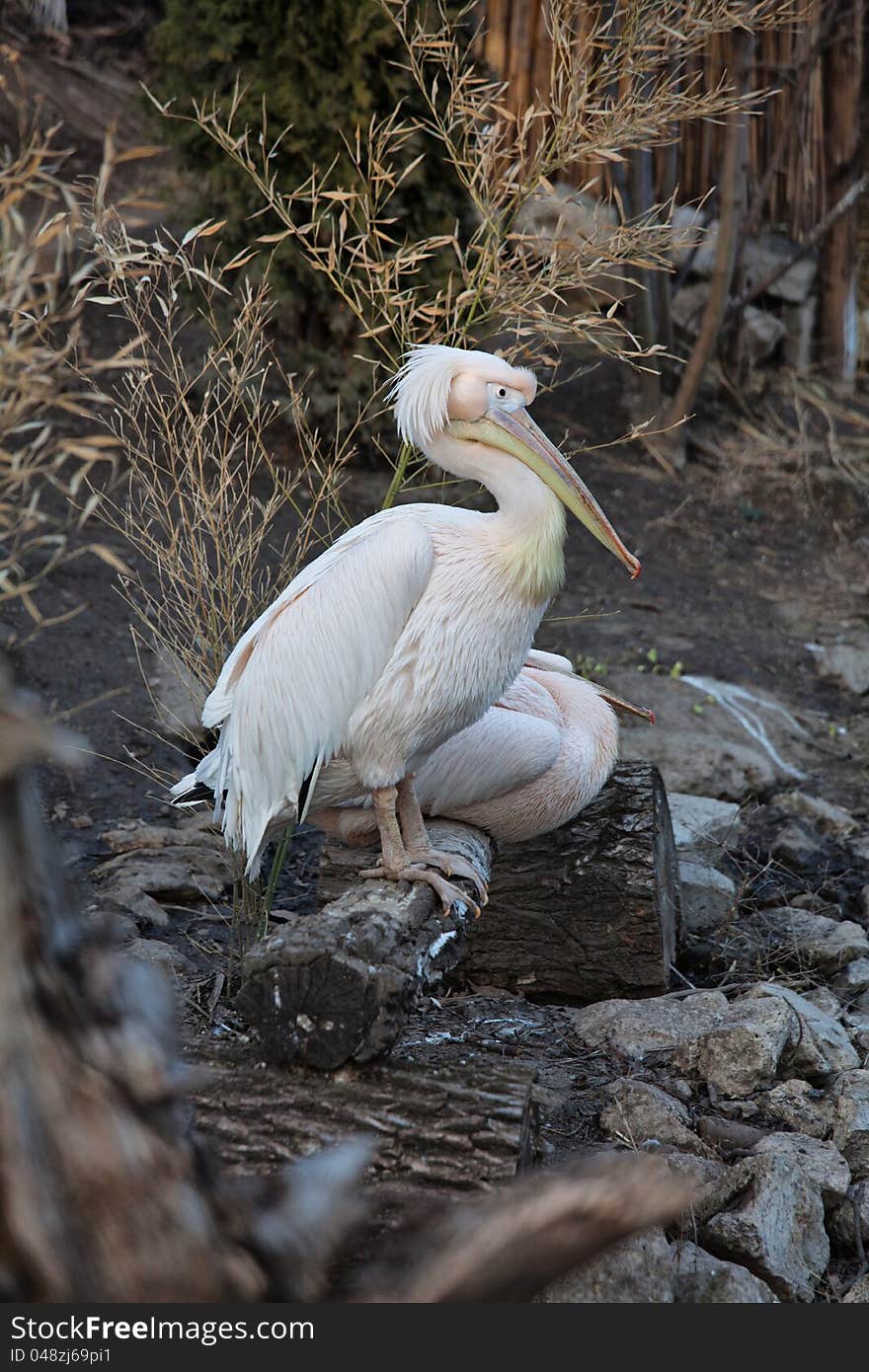 Pelican On The Log