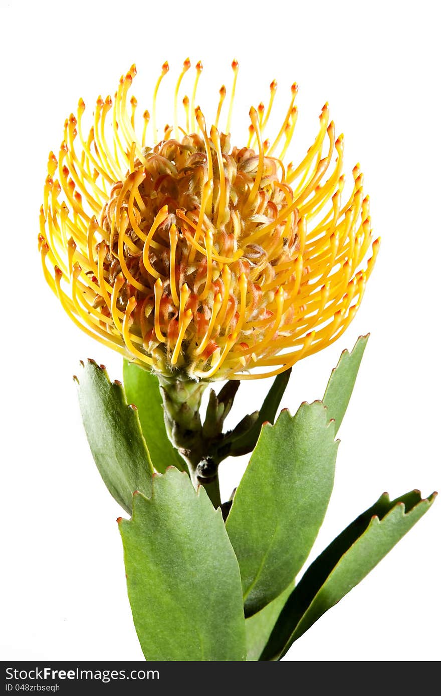 Bloom nutan flower on white background