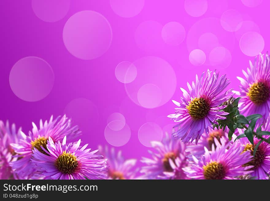 Background of purple wild flowers to the bokeh. Background of purple wild flowers to the bokeh