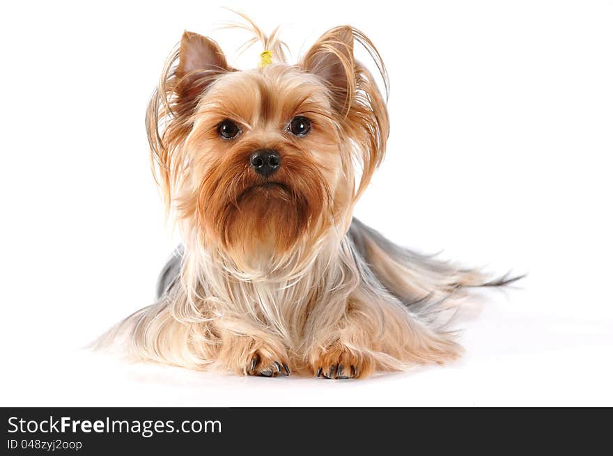 Yorkshire terrier lying  portrait