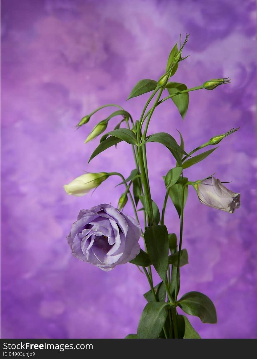 Bouquet of white and violet lisianthus on abstract background. eustoma