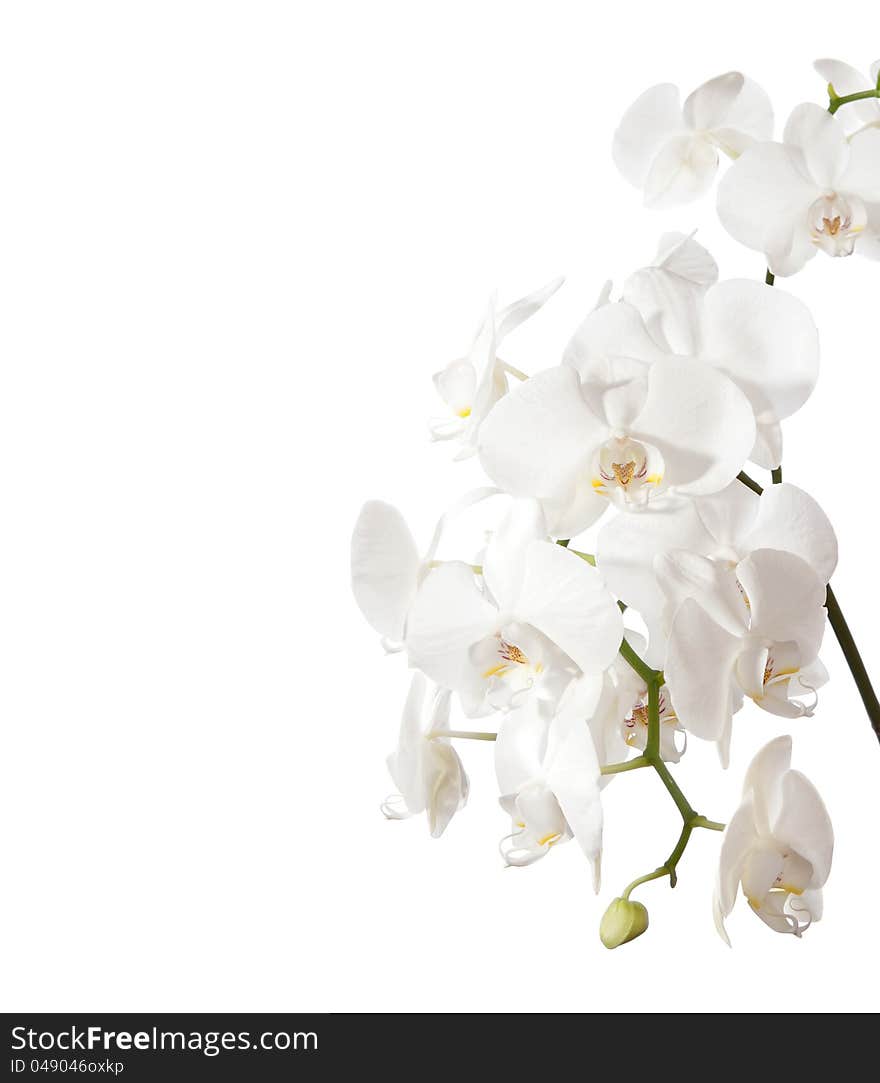 White orchid