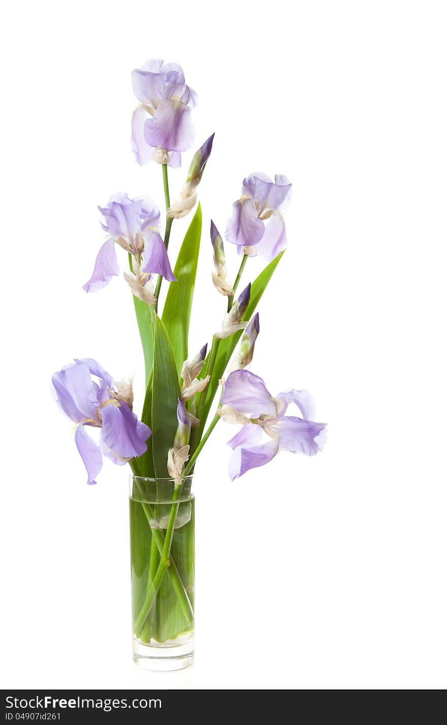 Bouquet of spring  Irises in a transparent vase isolated on a white background.