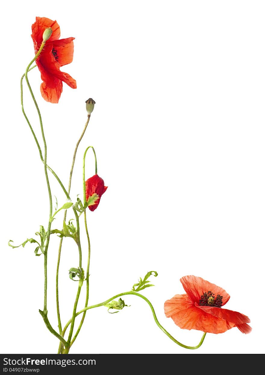 Red poppies isolated on white. studio shot