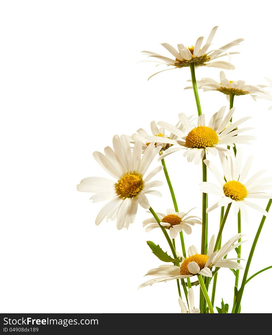 Bouquet of chamomiles isolated on white background. Bouquet of chamomiles isolated on white background