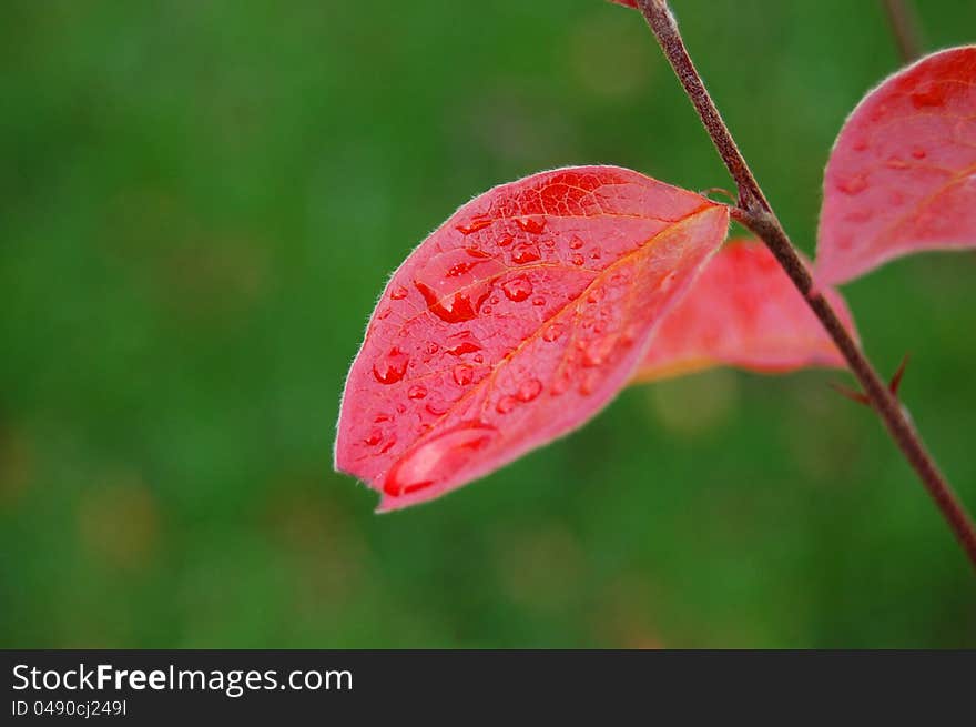 Colorful leaves against green grass. Colorful leaves against green grass