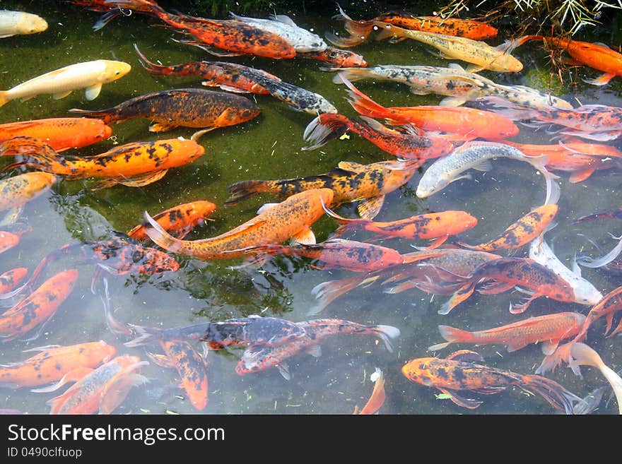 A swirling group of carp fish in a pool, taken in Panama