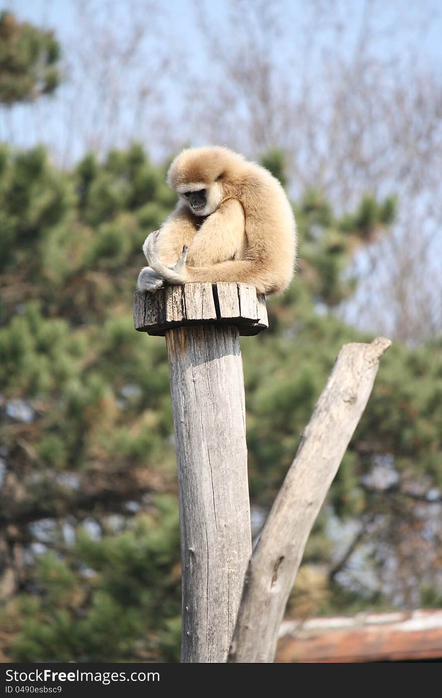 Young monkey on the top of a tree