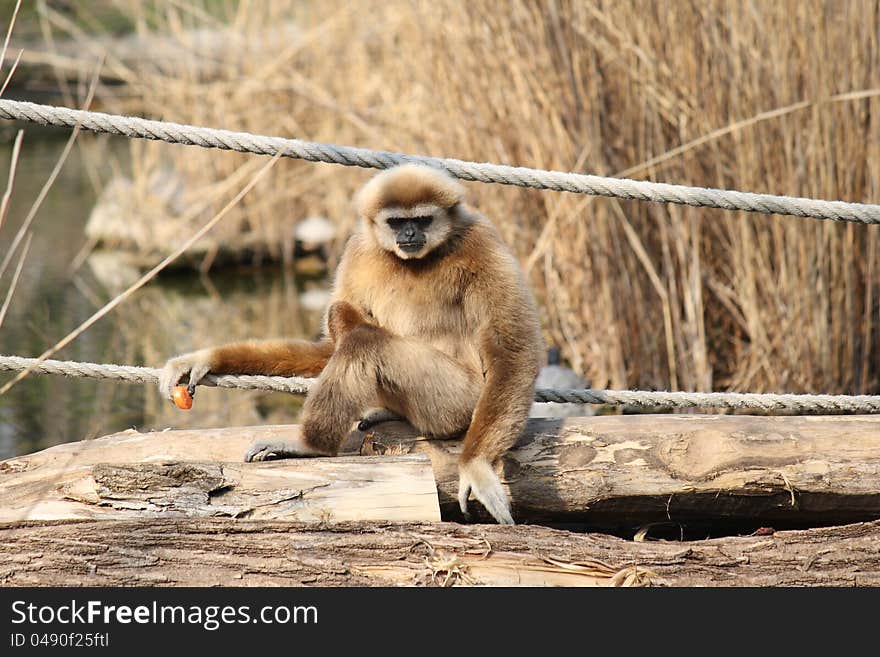 Young brown Monkey chilling down