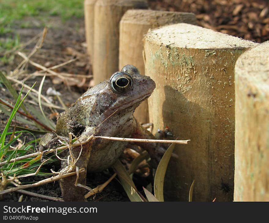 Garden Frog