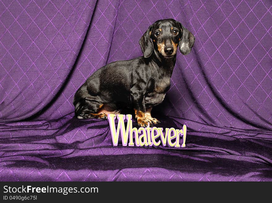 Dachshund Whatever!