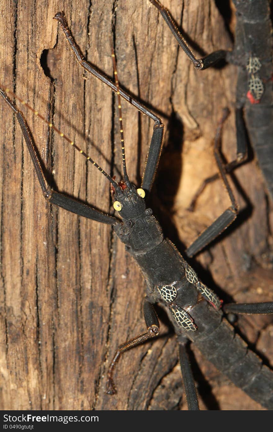 Peruphasma schultei on a tree