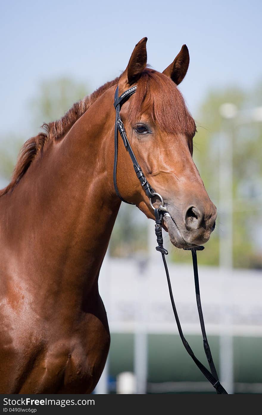 Chestnut horse head in city.