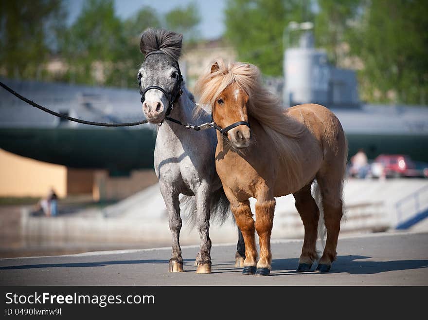 Small miniature horses in city in summer. Small miniature horses in city in summer.