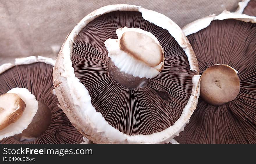 Organic field mushrooms