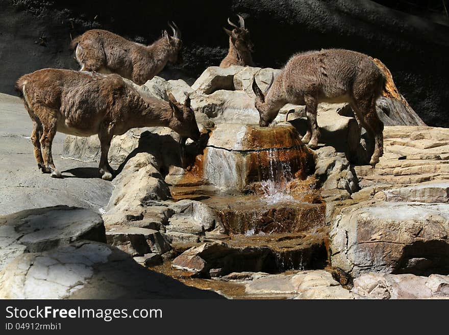 Several Markhor Goats Gathered Around Water Spring Drinking