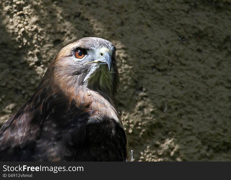 Close Up Red Tail Bird Of Prey Posing With Dramatic Sunlight On Head. Close Up Red Tail Bird Of Prey Posing With Dramatic Sunlight On Head