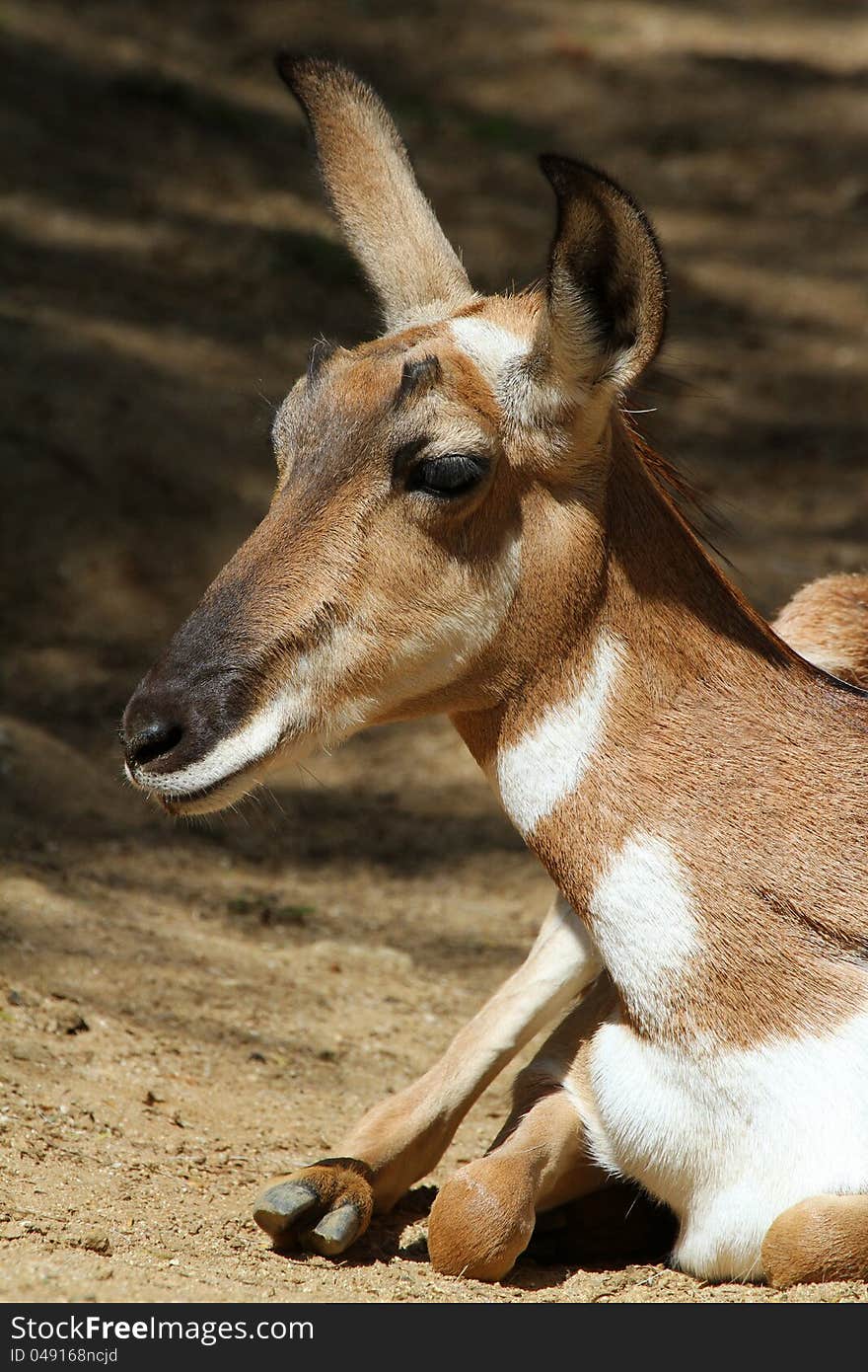 Young Peninsular Pronghorn Antelope Sitting In Sunshine