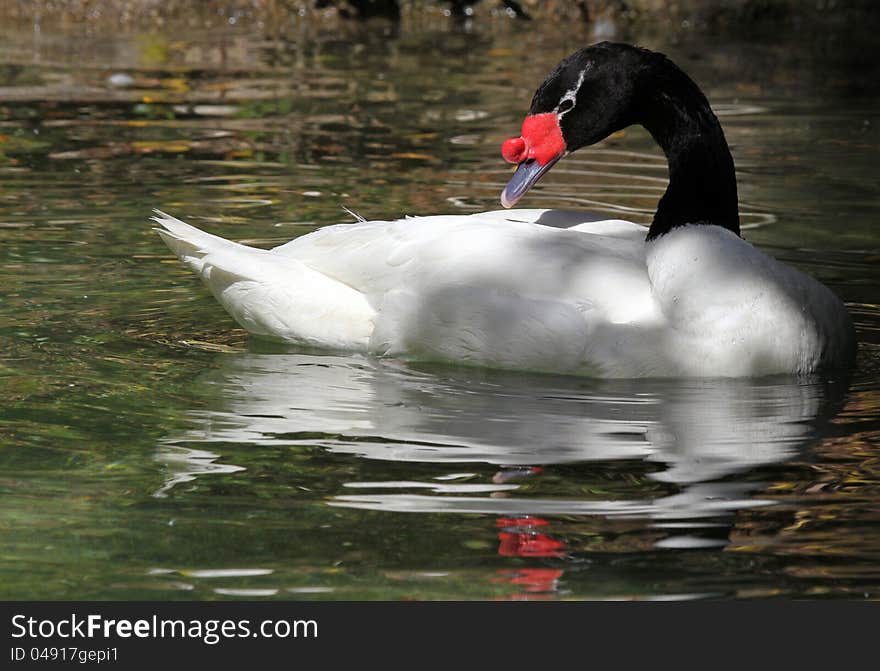 Black Neck Swan Swimming In Pond With Reflections