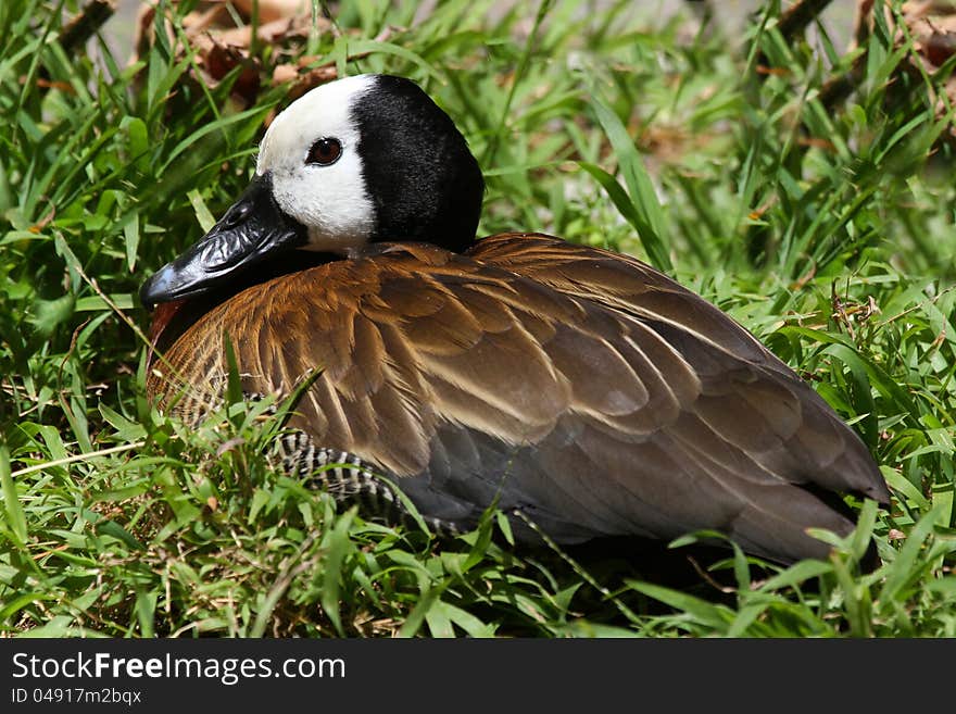 White-Face Whistling Duck Sitting In Grass Nest