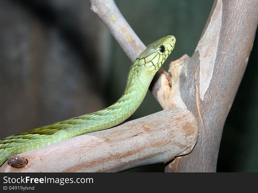 Green Mamba Pit Viper Crawling Along Tree Branch. Green Mamba Pit Viper Crawling Along Tree Branch