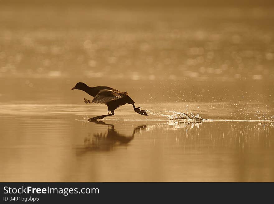 The Eurasian Coot (Fulica atra) you can also call coot, belongs to the rail and crake bird family. The Eurasian Coot (Fulica atra) you can also call coot, belongs to the rail and crake bird family.