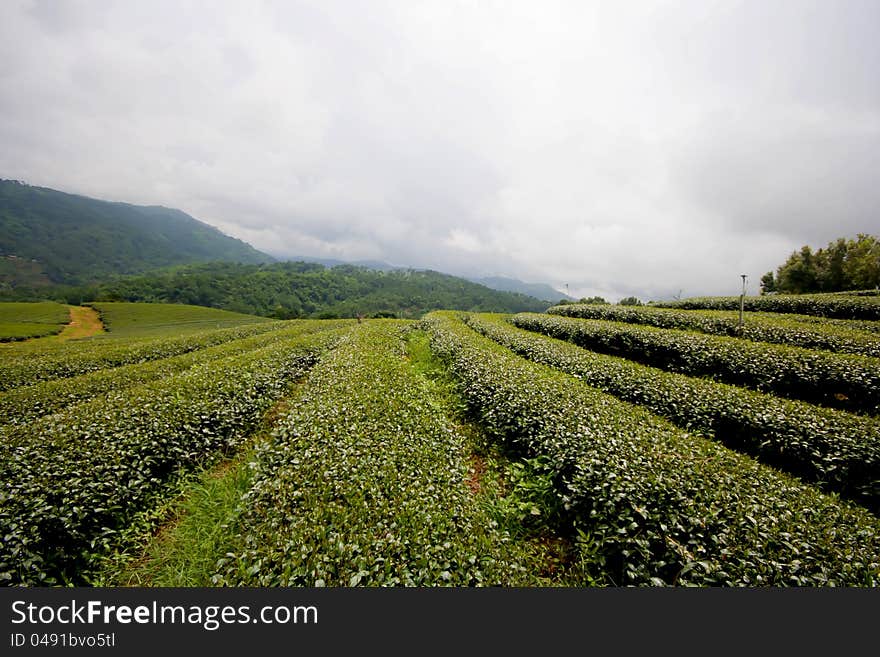 Level of green tea field.