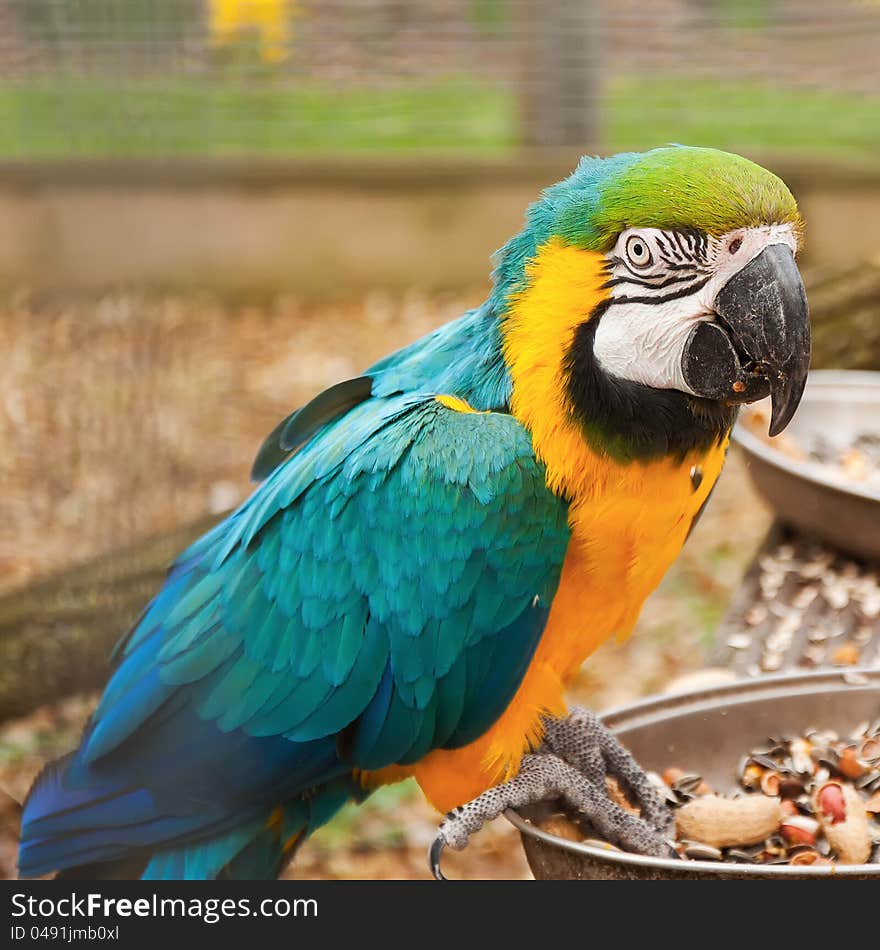 Portait of blue and yellow macaw