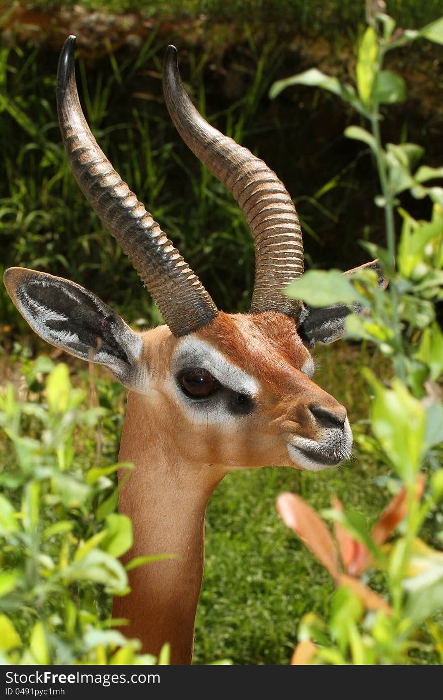 Close Up Detail Of Male Gerenuk Posing Behind Greenery