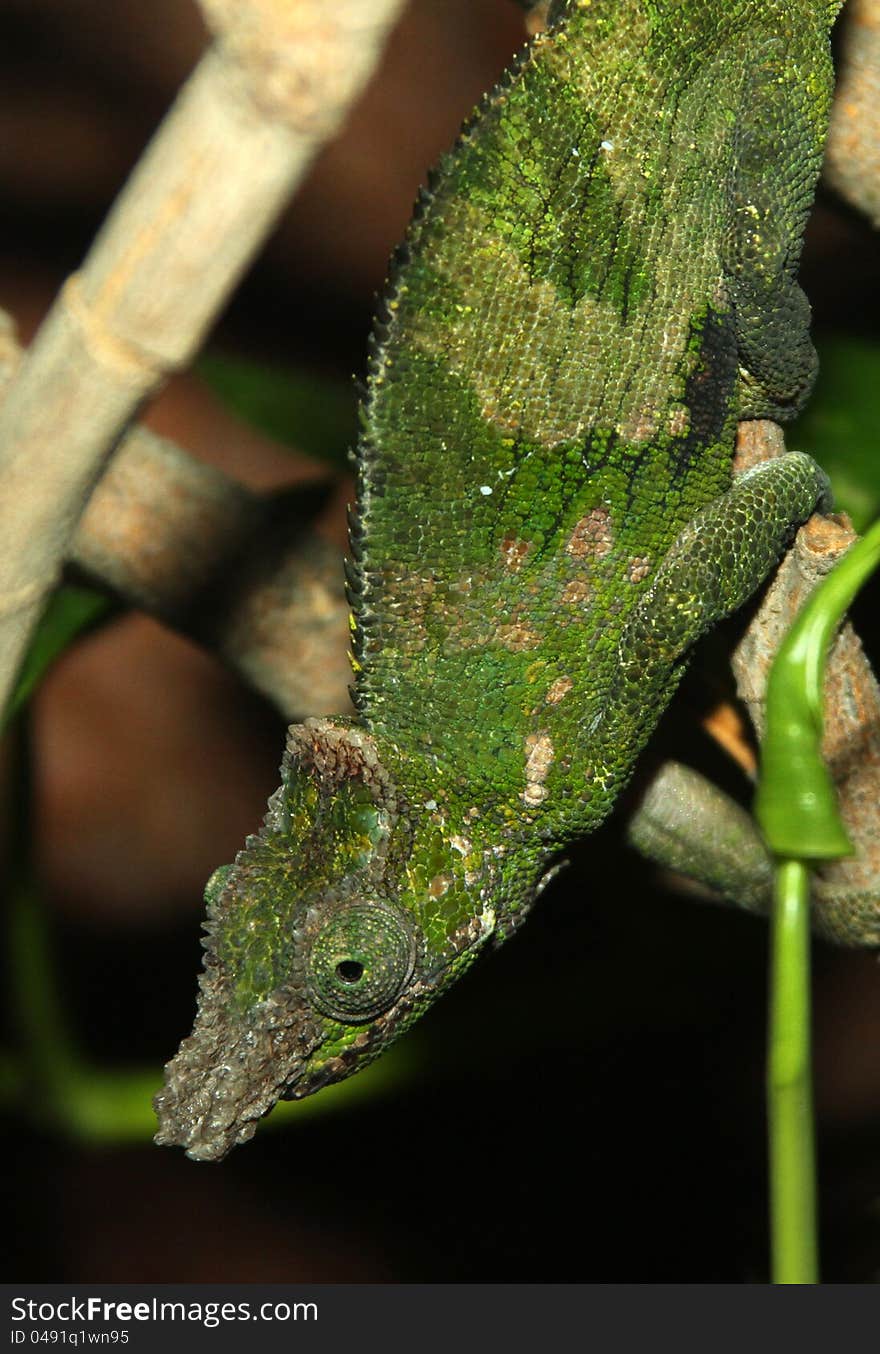 Textured Two Horned Green Chameleon Climbing on Tropical Plants