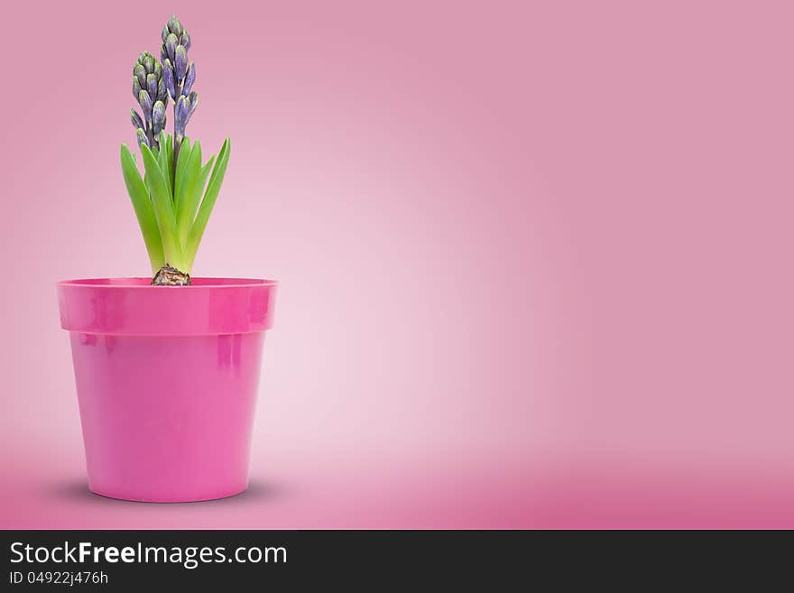 Hyacinth inside a pot over a pink background. Hyacinth inside a pot over a pink background