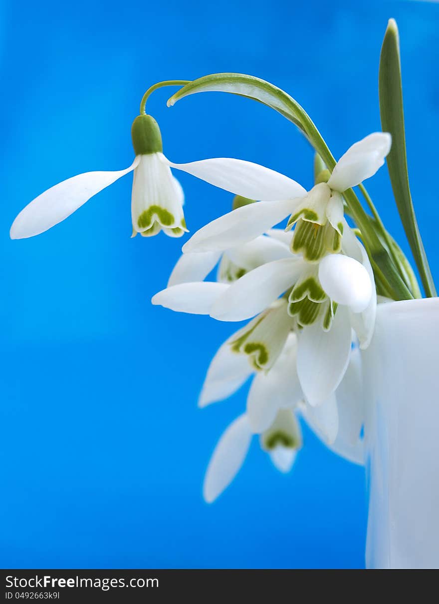 Snowdrops