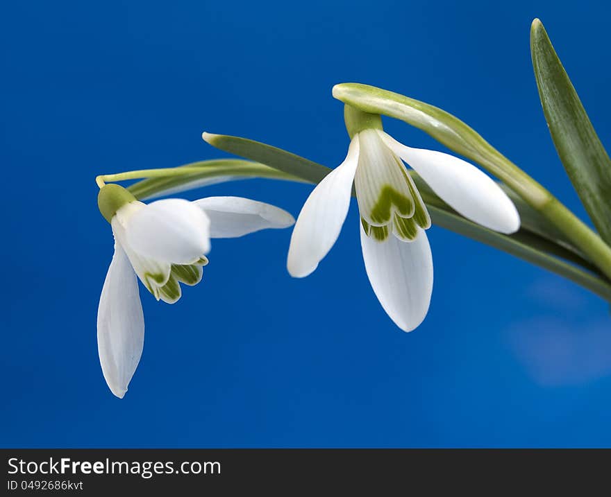 Snowdrops