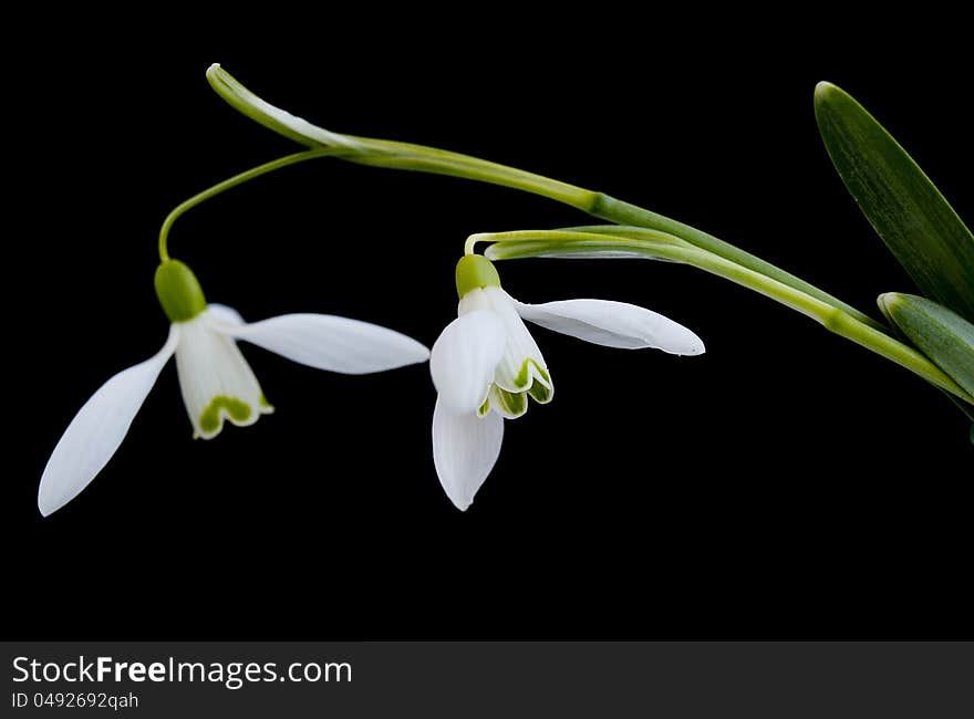 Snowdrops