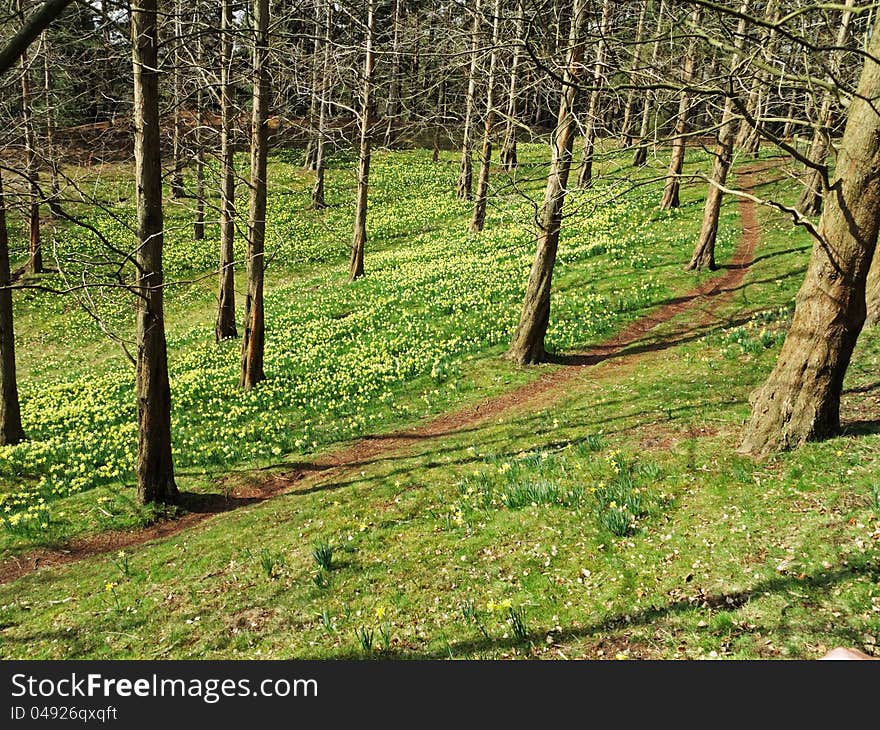 An English Park in early Spring