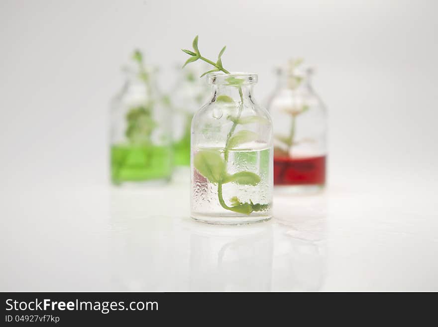 A bottle with a green branch on a gray background