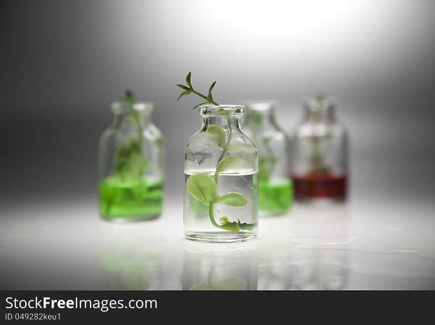 A bottle with a green branch on a gray background. The background blurred.