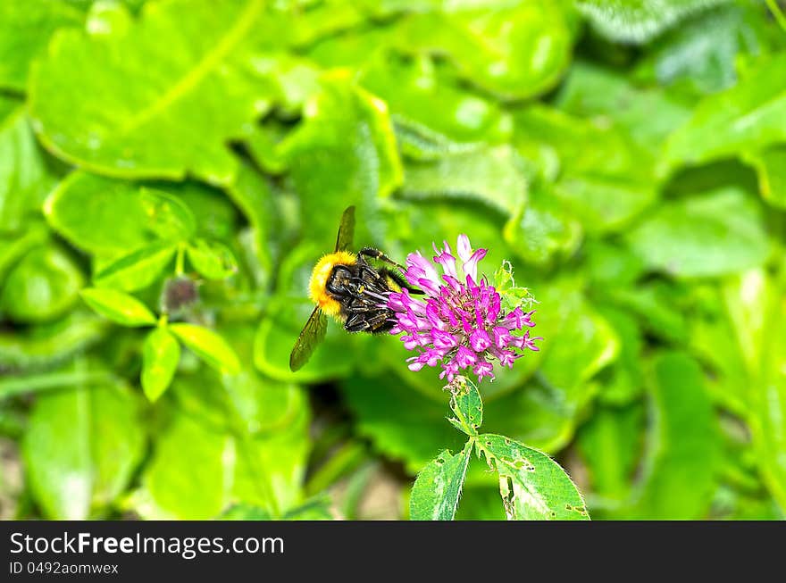 Flower and bee